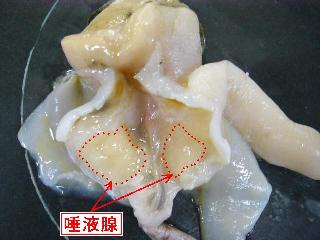 開いた切り口から白い唾液腺が左右に確認できる状態