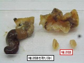 ツブ貝から唾液腺を除去した状態