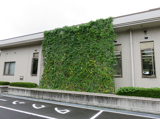 瑞穂野地区市民センター　緑のカーテンの写真