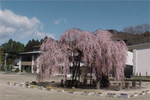 校庭にある孝子桜と城山西小学校の外観写真