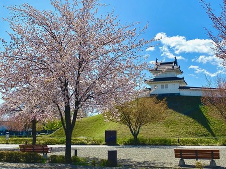 大山桜（4月上旬から4月中旬）