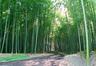 野沢町にある竹林の風景