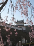 写真：宇都宮城桜まつり