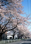 新川の桜並木写真