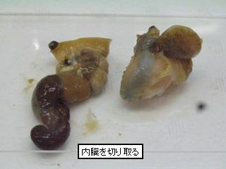 ツブ貝のむき身から内臓を切り取った状態