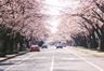 宇都宮大学工学部前の桜並木