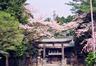 桜咲く蒲生神社