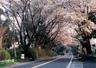 日光街道の桜並木