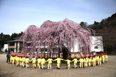 城山西小学校にある孝子桜（春）
