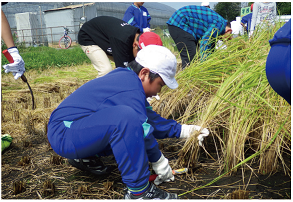 学校田で稲作を行っている写真