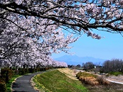 桜づつみ園