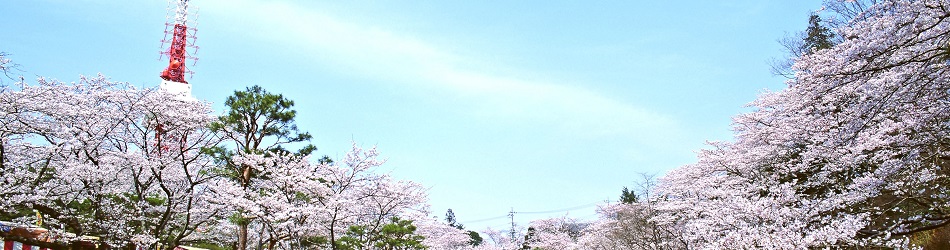 Photo:Hachimanyama Cherry Blossoms